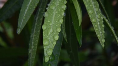 call continuity after drop
